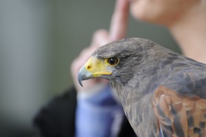 Woestijnbuizerdharris Heinz