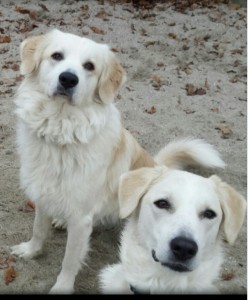 Honden broertjes Sjors & Angel