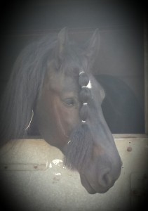 Paard jacco hoofd